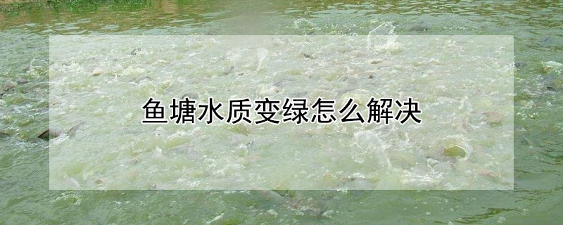 魚塘水質變綠怎麼解決