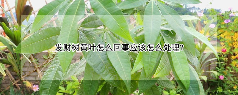 發財樹黃葉怎麼回事應該怎麼處理?