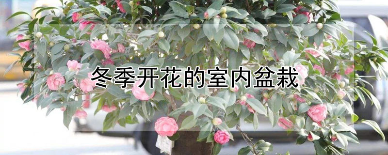 冬季開花的室內盆栽