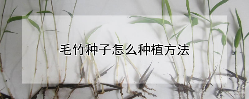 毛竹種子怎麼種植方法