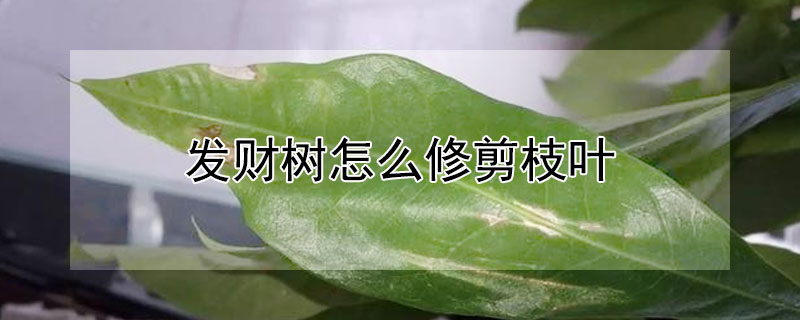 發財樹怎麼修剪枝葉