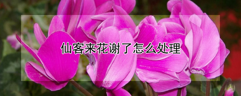 仙客來花謝了怎麼處理