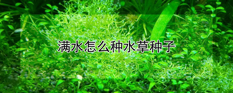 滿水怎麼種水草種子