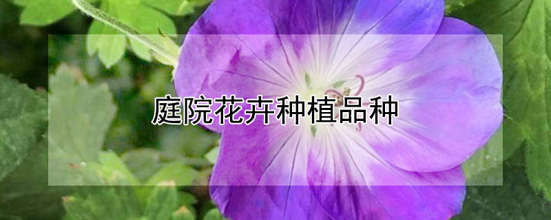 庭院花卉種植品種