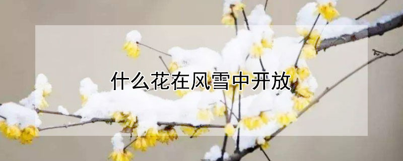 什麼花在風雪中開放