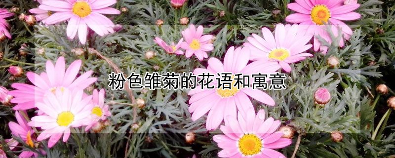 粉色雛菊的花語和寓意