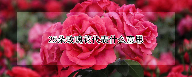 25朵玫瑰花代表什麼意思