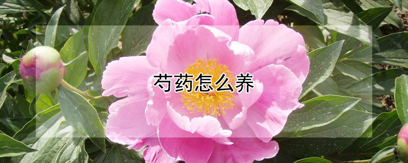 芍藥怎麼養