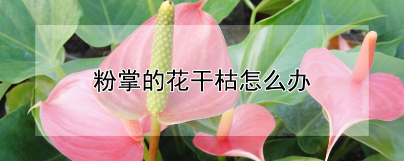 粉掌的花幹枯怎麼辦