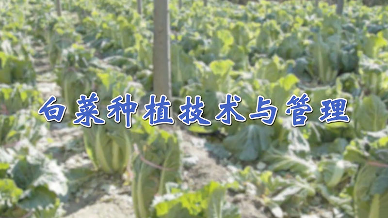 白菜種植技術與管理