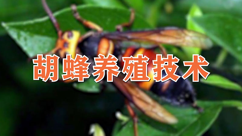 胡蜂養殖技術