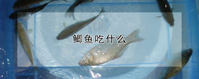 鯽魚吃什麼