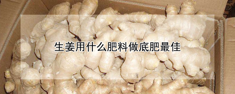 生薑用什麼肥料做底肥最佳