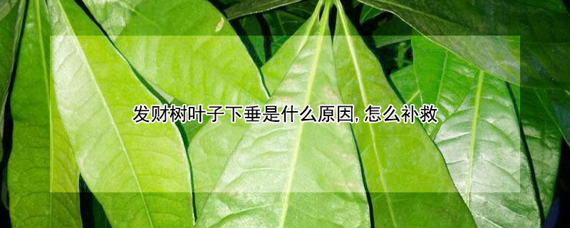 發財樹葉子下垂是什麼原因,怎麼補救