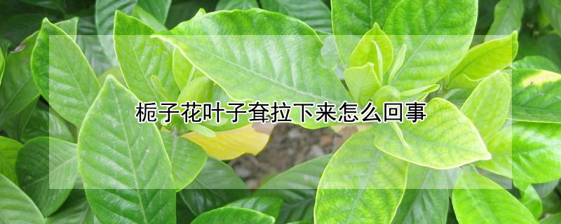 梔子花葉子耷拉下來怎麼回事