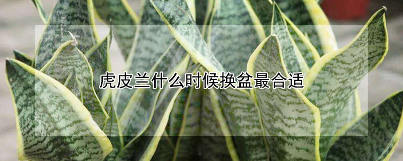 虎皮蘭什麼時候換盆最合適