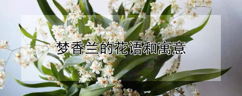 夢香蘭的花語和寓意