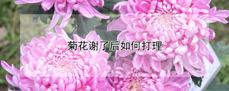 菊花謝了後如何打理