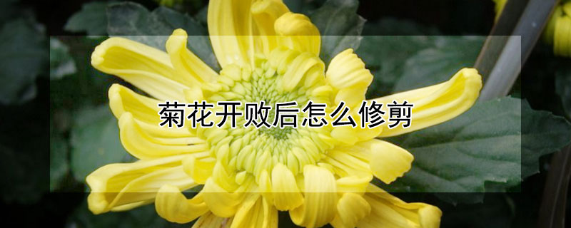 菊花開敗後怎麼修剪