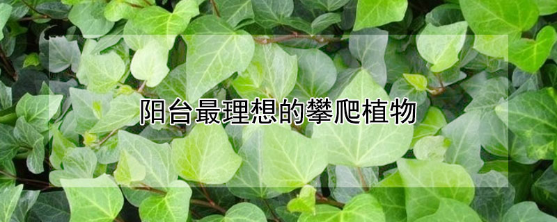 陽台最理想的攀爬植物