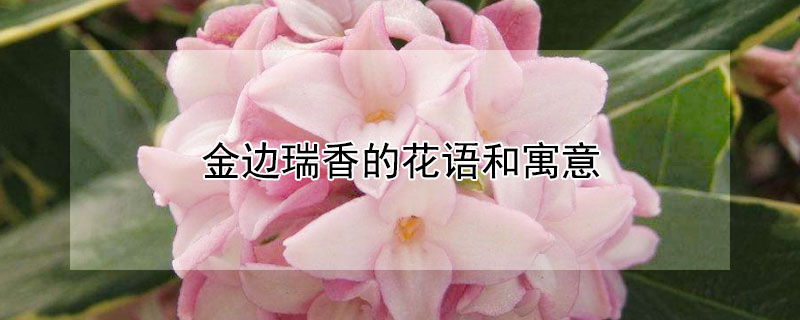 金邊瑞香的花語和寓意