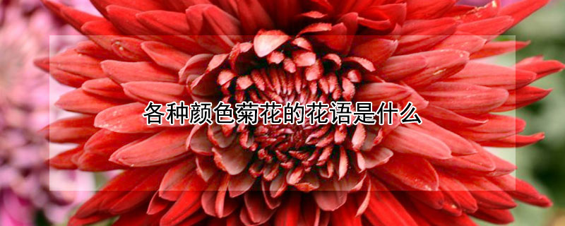 各種顏色菊花的花語是什麼