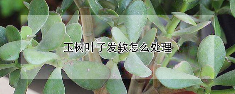 玉樹葉子發軟怎麼處理