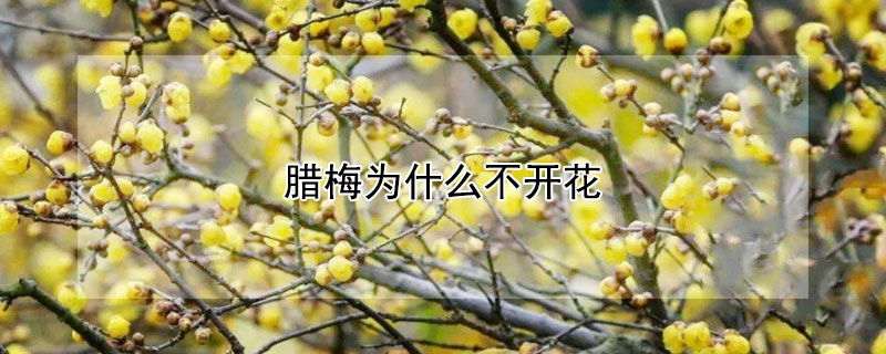 臘梅為什麼不開花