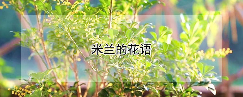 米蘭的花語