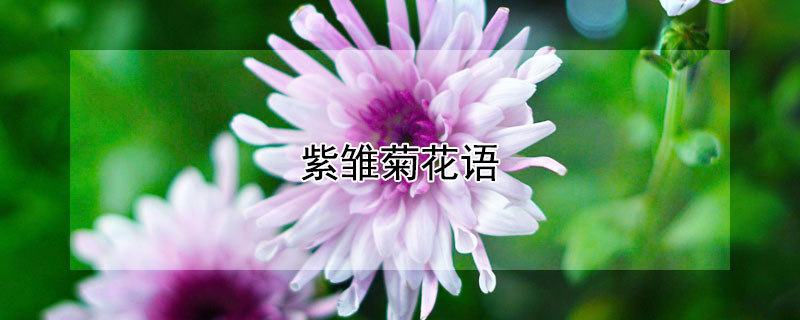 紫雛菊花語