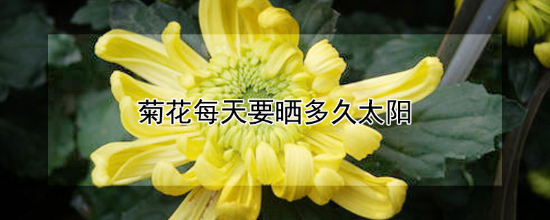 菊花每天要曬多久太陽