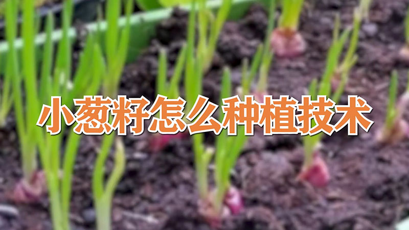 小蔥籽怎麼種植技術