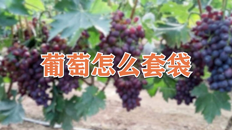 葡萄怎麼套袋