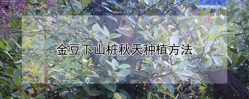 金豆下山樁秋天種植方法