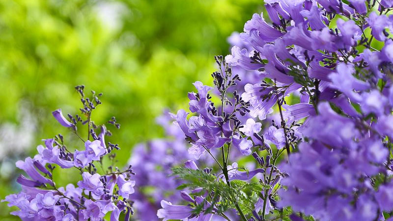 藍花楹幾月開花