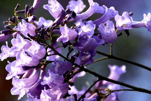 藍花楹幾月開花