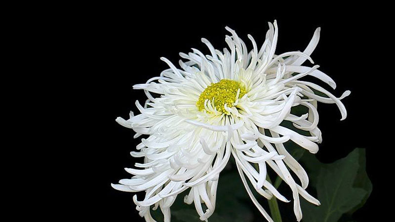 白菊花代表什麼意思