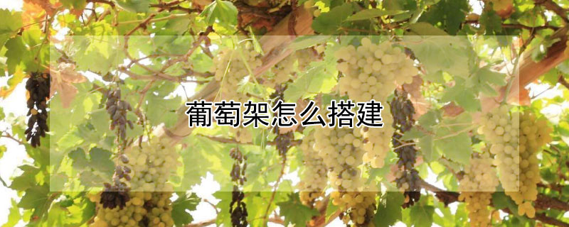 葡萄架怎麼搭建