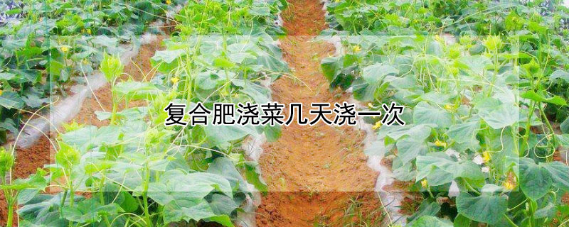 複合肥澆菜幾天澆一次