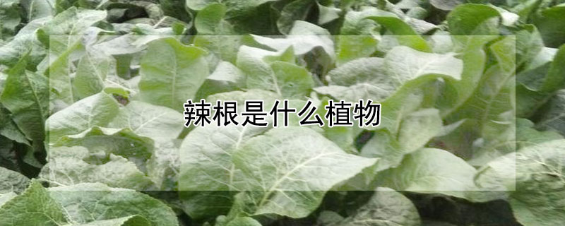 辣根是什麼植物