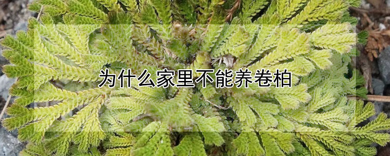 為什麼家裏不能養卷柏