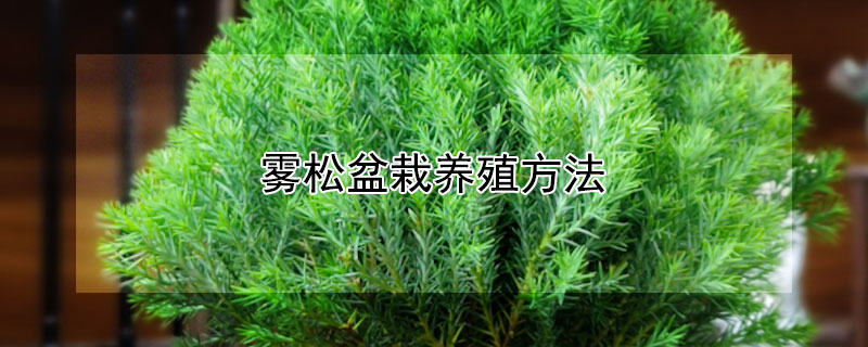 霧鬆盆栽養殖方法