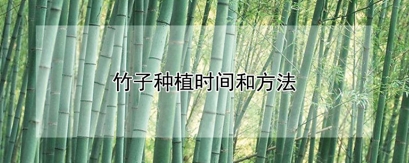 竹子種植時間和方法