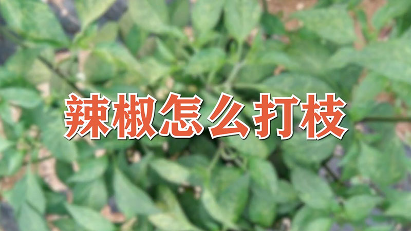 辣椒怎麼打枝