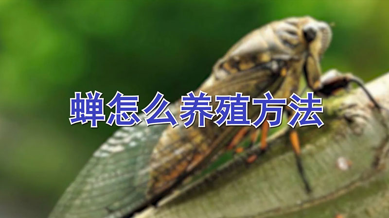 蟬怎麼養殖方法