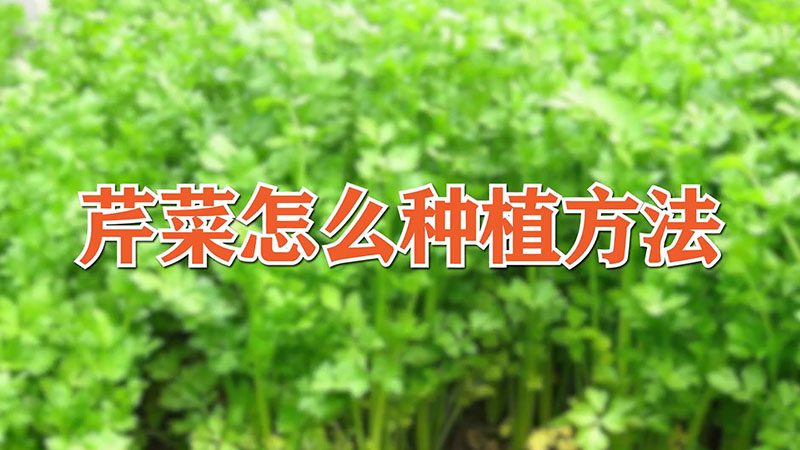 芹菜怎麼種植方法