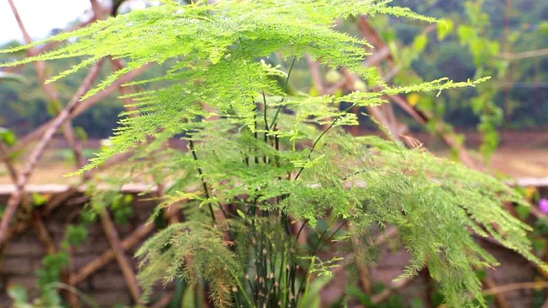 文竹葉子發黃怎麼挽救