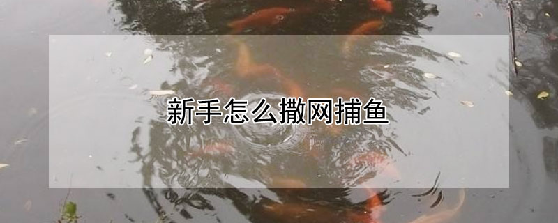 新手怎麼撒網捕魚