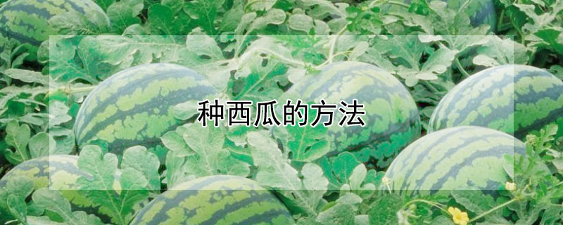 種西瓜的方法