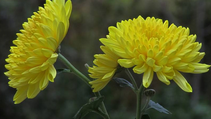 菊花代表什麼花語